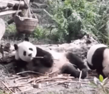 动物被吓一跳搞笑gif动图动态图片合集