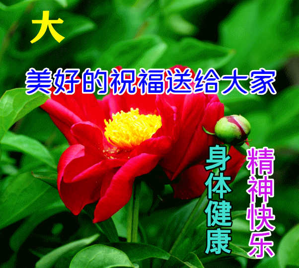 11月9日最漂亮早上好动态表情图片大全早安问候美图大全