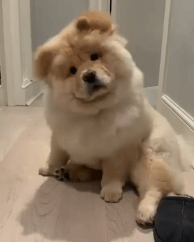 原来狗狗"歪头杀"真的不是在卖萌,而是
