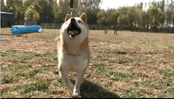 593_338gif 动态图 动图