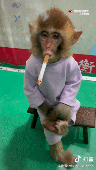 有人把烟拿走后,小猴子开始揉眼睛,看样子是被烟呛的很难受.