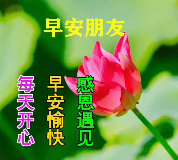8张漂亮好看的冬日早上好动态美图鲜花带字,冬天早晨.