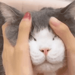 猫咪表情包可爱喵喵动态表情包