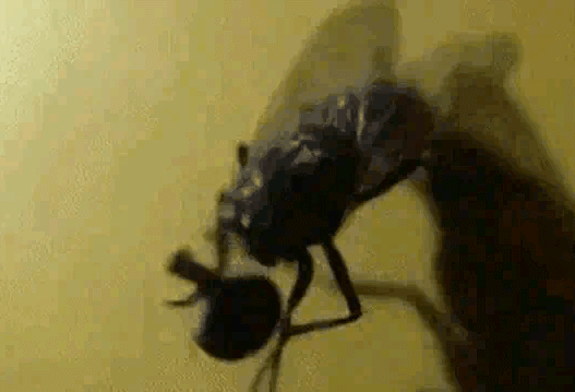 苍蝇搓脚搓断头许多动物的脚具有特殊功能人脚能闻出味道