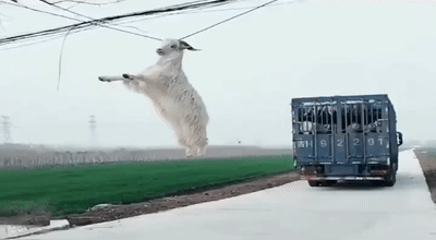 为啥北方吃的羊肉不膻南方却很膻