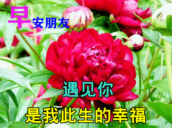 2月19日漂亮的早上好动态表情图片大全早上好动图美图大全