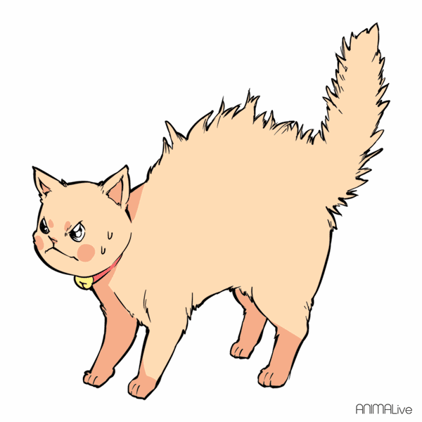 读猫术从尾巴读懂猫咪的心情