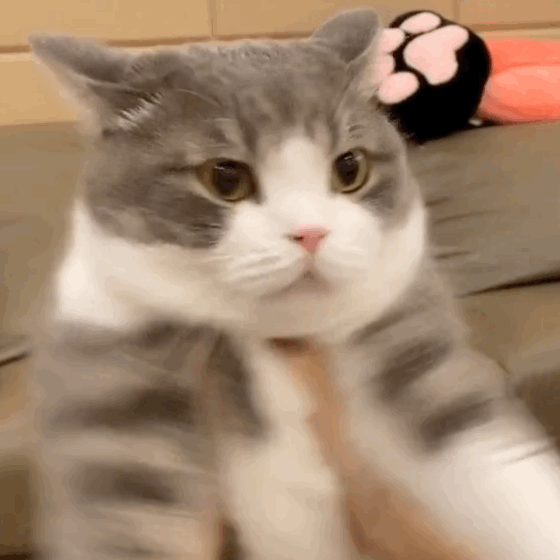 猫猫表情包哒哒哒哒哒哒哒哒
