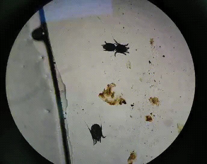 别再瞎用药了猫咪耳螨治疗真的很简单