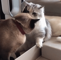 惊吓时猫咪的身体也会马上做出反应像弹簧一样弹开当然也有可能是因为