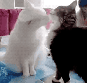 这时候怎么就不怕水了?