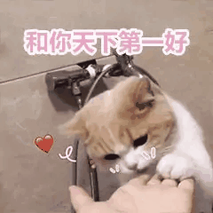 和你天下第一好|猫猫表情包