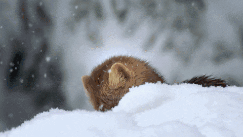 480_270gif 动态图 动图
