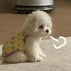 表情包生活太难了狗狗叹气表情包合集