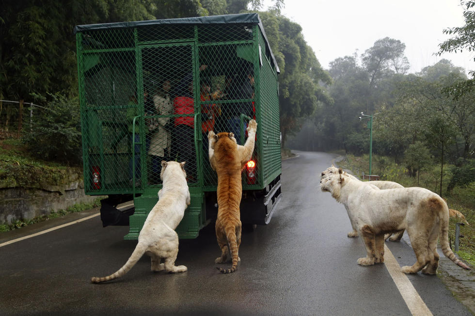 重庆狮子老虎爬上观光车抢食 游客尖叫