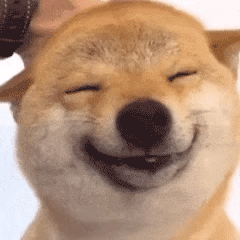 超级可爱的柴犬 动态表情包
