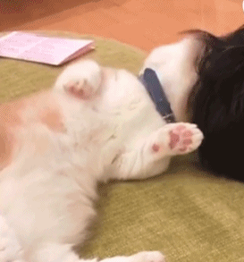 这时候猫咪的表情还会变得委屈巴巴的样子,表示自己真的知道错了.