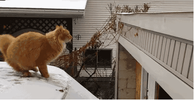 听说猫有九条命,其中八条半吃没的