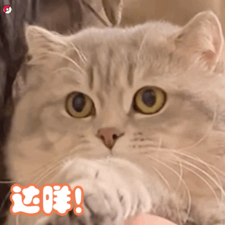 丸子妹头像,丸子妹壁纸,丸子妹背景图,sasa的丸子妹~可爱丸子妹表情包