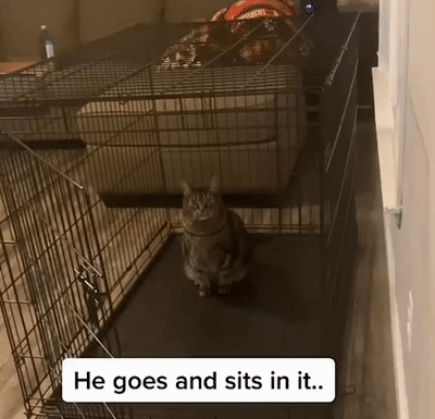 心机猫为争宠把傻狗关禁闭!果然越美的猫越会骗人啊!