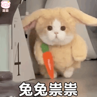 超可爱的猫咪表情包耶