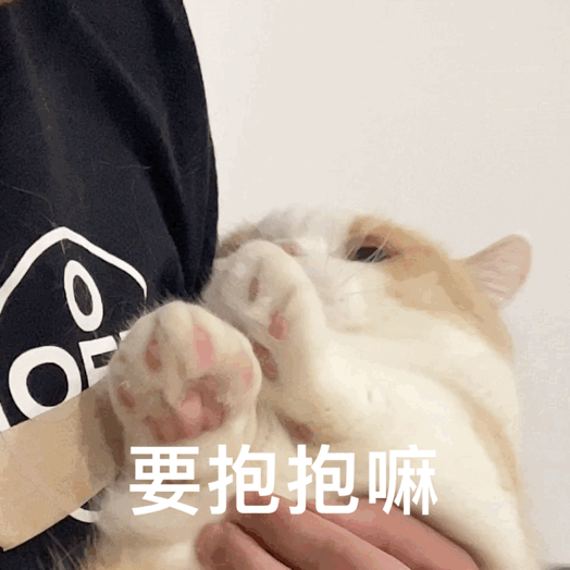 可爱的猫咪表情包你最好给我懂事点