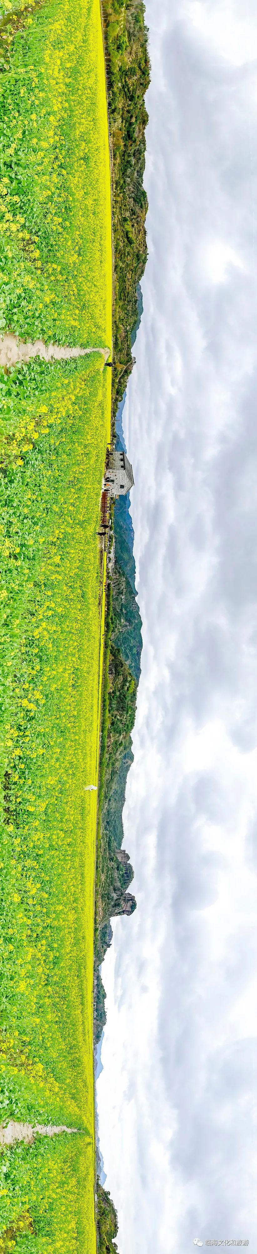 刷屏了立春刚过台州市桃江十三渚500亩油菜花惊喜盛开