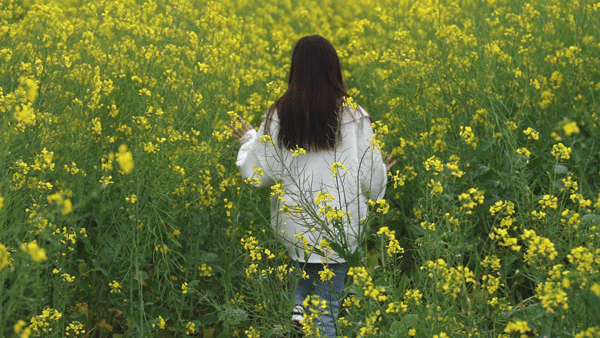 朱村油菜花海,惊艳了全广东!