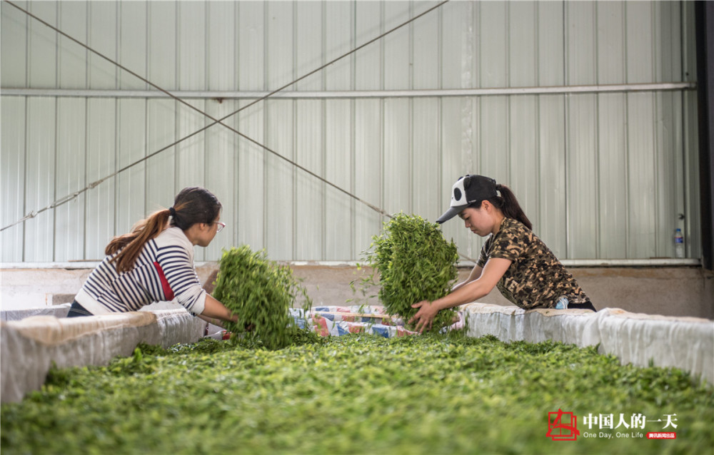 高考狀元辭高薪返鄉(xiāng)做茶 江雪霞大學(xué)念的是哲學(xué)專業(yè)（2）