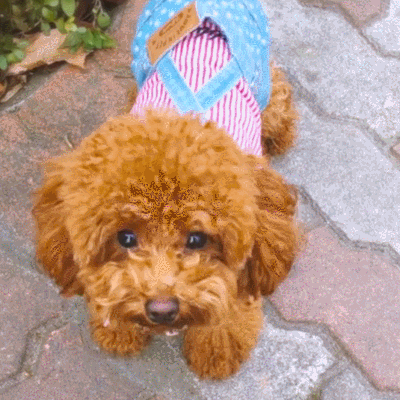 泰迪犬离世前的状况,第四点最让人心疼