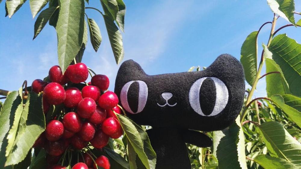 千亿市场之痛:生鲜电商如何走出死亡之谷? |创