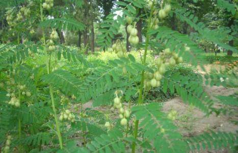 盘点那些具有壮阳作用的天然植物,你知道几种