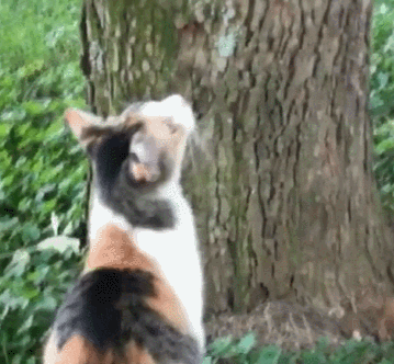 中华田园猫三花猫