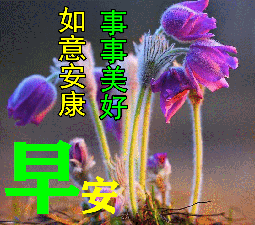 六清晨最新早上好漂亮表情图片语句春暖花开祝大家健康平安万事如意