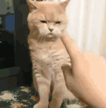 一只猫真的讨厌你就会有这些行为藏不住的