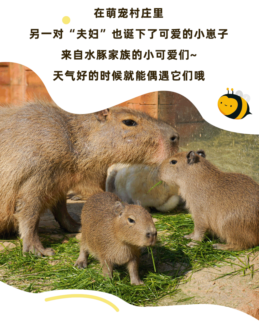 云游萌宠乐园|南京固城湾的"萌小鹅"和它们的淡定父母