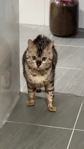 猫趣|铲屎官突然昏倒在厕所里,瘫痪猫拖身守门,焦急等待,暖哭众人