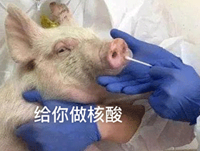沙雕表情包楼上的小可爱快下来做核酸了