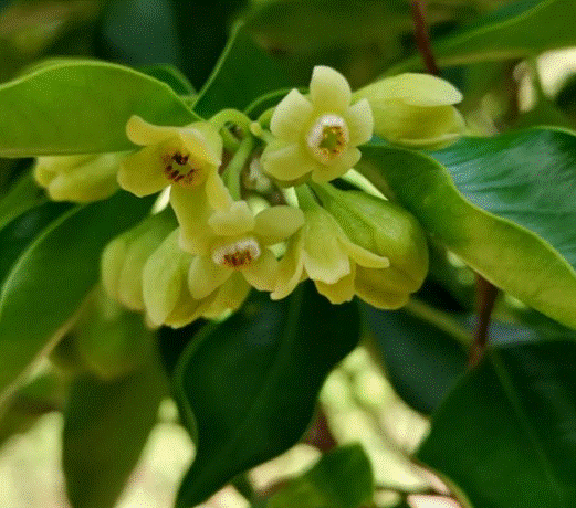 中国科学院新消息:土沉香花中含有抗癌分子,意义重大!