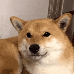 表情包丨可爱柴犬