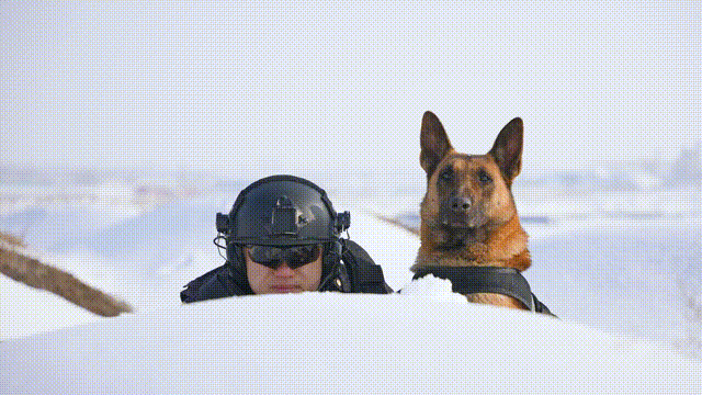 兵团警犬的训练日常,快来围观!