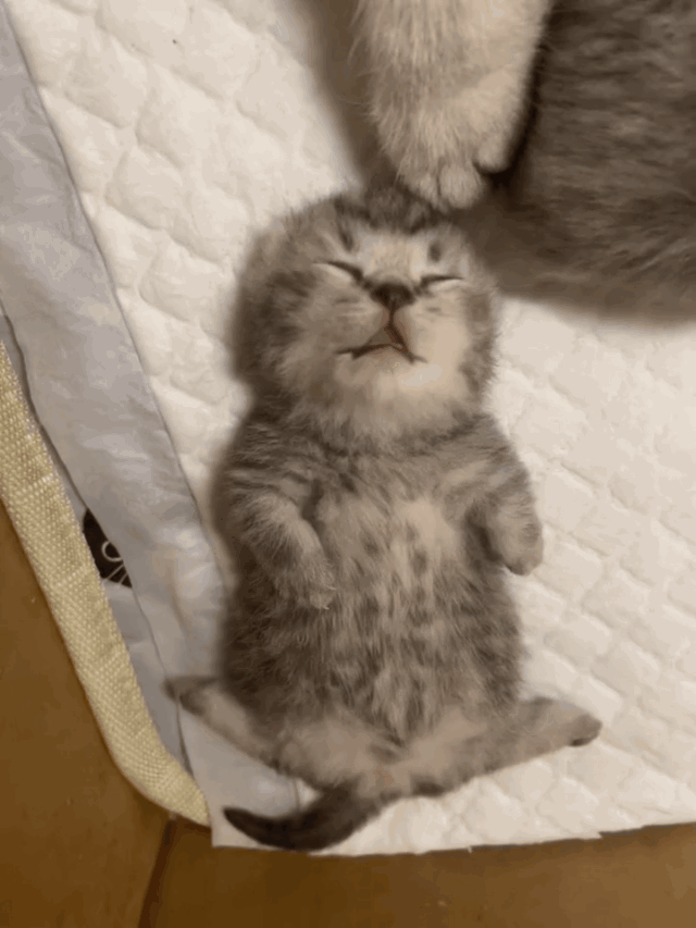 奶猫睡觉"躺板板",网友:这真不是一只小王八?