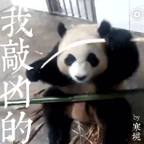 綿陽人人手一只大熊貓是藏不住了!(圖9)