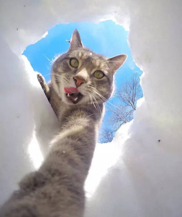 猫咪学会自拍根本停不下来