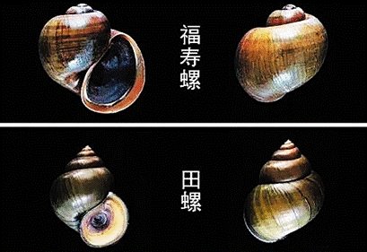 海口商贩将福寿螺当田螺卖,已有多人食用,为什么专家不建议吃?