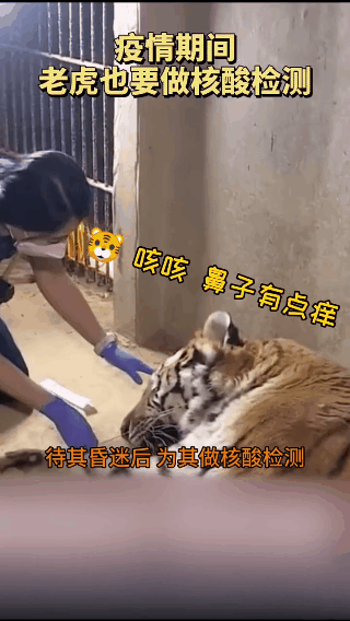 "第一步,先在笼外用麻醉针把老虎麻晕;那么,给老虎做检测分几步?