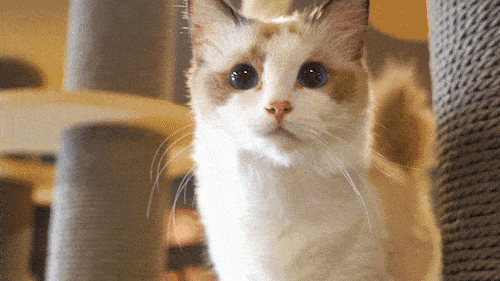 猫猫为什么总要可爱地靠近你?(故意的!