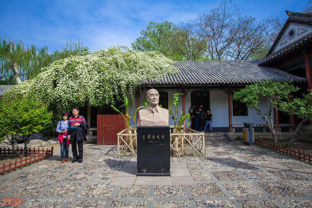 济南趵突泉公园内这棵木香花开得像瀑布一样壮观，游客争着合影