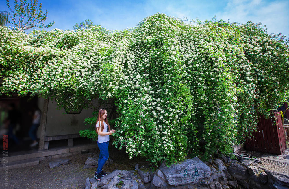 济南趵突泉公园内这棵木香花开得像瀑布一样壮观，游客争着合影