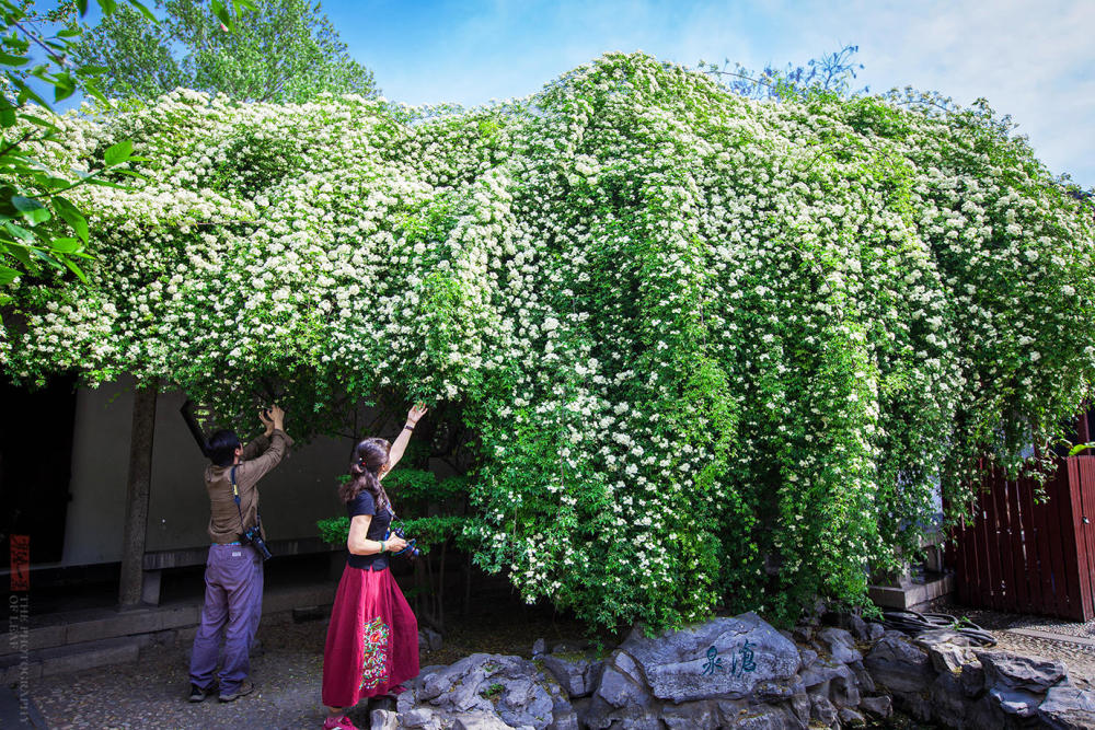 济南趵突泉公园内这棵木香花开得像瀑布一样壮观，游客争着合影